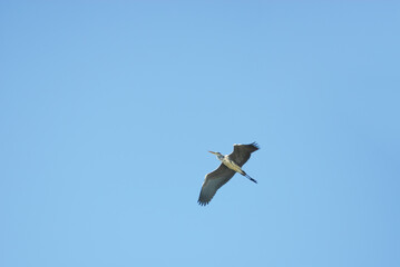 鳥　空　素材
