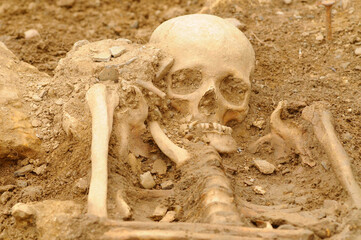 human skeleton, the internal framework of the human body