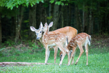 Naklejka na ściany i meble A mother White Tailed Deer with her twin fawns. The mother is leaning down with the fawn looking like she's whispering in her ear.