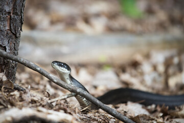 A North American Black Snake slithers through leaves on the forest floor. Black snakes are generally harmless. They are also known as Rat Snakes and are not poisonous.