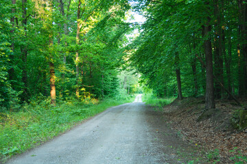 Obraz premium Dirt road through a green forest illuminated by the sun