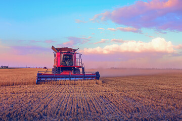 Fototapeta premium Harvesting grain in the field. Bright, morning, summer landscape with a combine harvester.