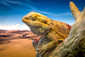 Yellow Leopard gecko lizard with red eyes 