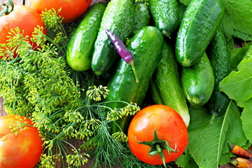 Fresh cucumbers with herbs for preservation