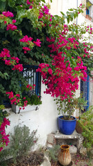 Fototapeta na wymiar Beautiful bougainvillea bush and decoration in the garden at the house