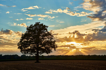 Fototapeta premium Eiche im Sonnenuntergang