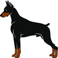 Simple Vector of Doberman Pinscher Dog