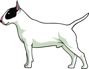Simple Vector of English Bull Terrier Dog