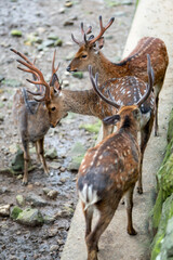 公園で暮らす鹿