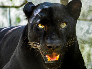 PantherTiger closeup with selective focus