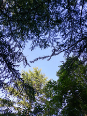 trees in the forest