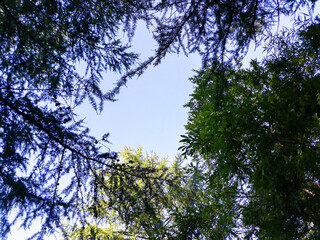 trees in the sky
