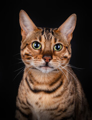 Portrait of a Bengal cat of 8 month old, looking direct in the camera, isolated on black background