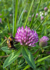 bumblebee on a clover flower