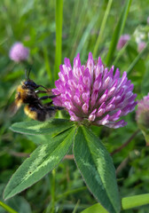 bumblebee on a clover flower