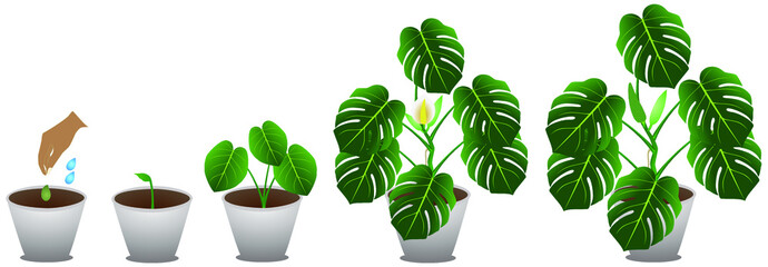 Cycle of growth houseplant of a monstera or split-leaf philodendron (Monstera deliciosa). © zxczxc80