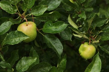 Green apples on a tree in the garden 