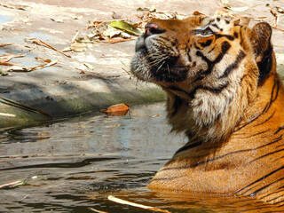 Bengal Tiger closeup with selective focus