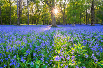 Bluebell Woods, England