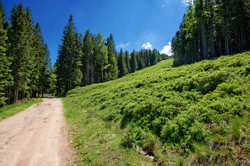 Łąka w Szklarskiej Porębie © Rafal