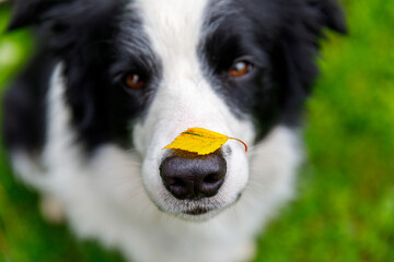 Outdoor portrait of cute funny puppy dog border collie with yellow fall leaf on nose sitting in autumn park. Dog sniffing autumn leaves on walk. Close Up selective focus. Funny pet concept