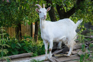 Obraz premium the goat escaped from the aviary into the garden