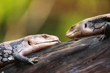 Blue-tongued skinks They are commonly called blue-tongued lizards or simply blue-tongues or blueys in Australia.