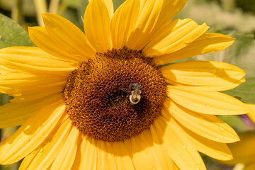 Beautiful Sunflowers