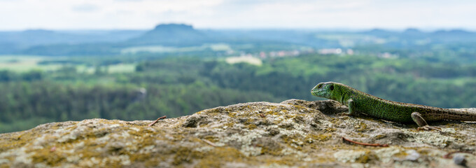 Lizard looking at the Lilienstein in the Elbe Sandstone Mountains