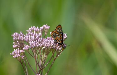 Baltimore Checker-spot Butterfly feeding on nectar