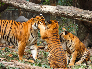 Bengal Tiger closeup with selective focus