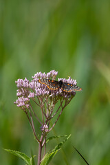 Baltimore Checker-spot Butterfly feeding on nectar