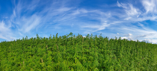 Fototapeta premium canabis on marijuana field farm sativa weed hemp hash plantation panorama