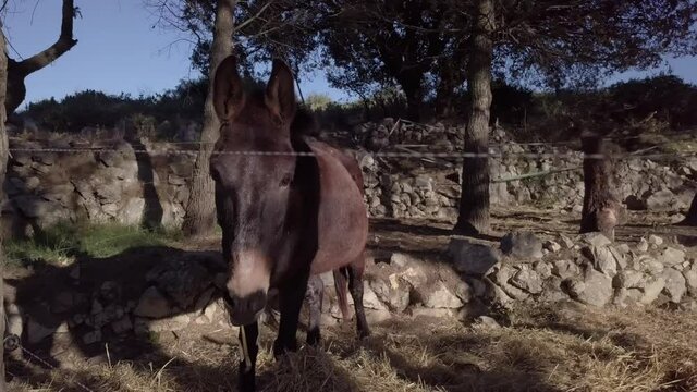 donkies curiosity relaxing in their place