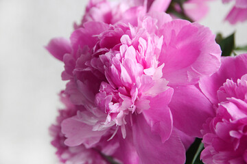 close up of pink hydrangea