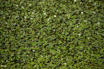 Water overgrown with Chinese water chestnut