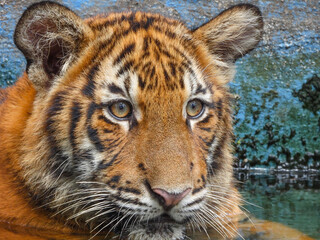 Bengal Tiger closeup with selective focus