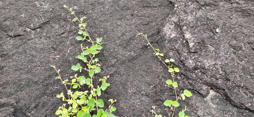 green grass on asphalt