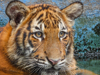 Bengal Tiger closeup with selective focus