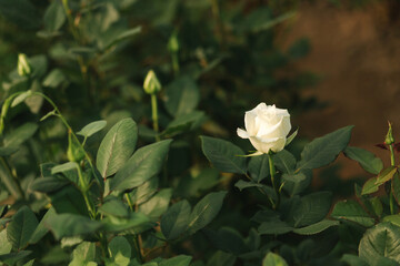 White roses grow in greenhouse. Plantation of rose inside