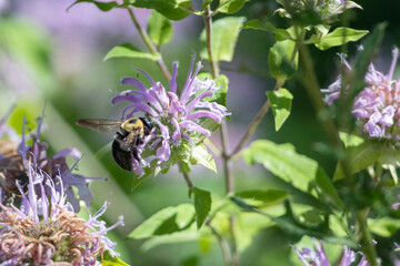 Bumble Bee on Flower