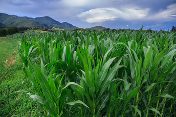 Fototapeta premium corn field in countryside