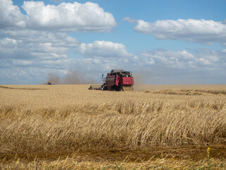 Obraz premium Red harvester in the summer field harvests. Combine harvester agricultural machine for collecting golden ripe wheat in the field.