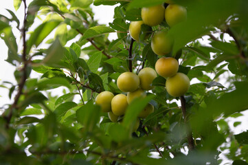 Branch with yellow berries plums also called myrobalan.