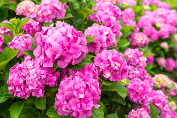 Hydrangea blossom on sunny day. Flowering hortensia plant. Pink Hydrangea macrophylla blooming in spring and summer in a garden.