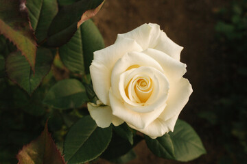 Close up of beautiful white rose in greenhouse