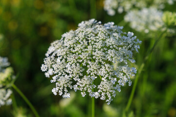 white flower upclose
