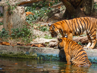 Bengal Tiger closeup with selective focus