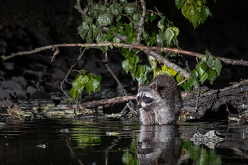 Waschbär in einem Kanal in der Nacht