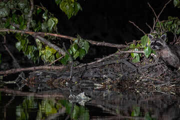 Waschbär in einem Kanal in der Nacht
